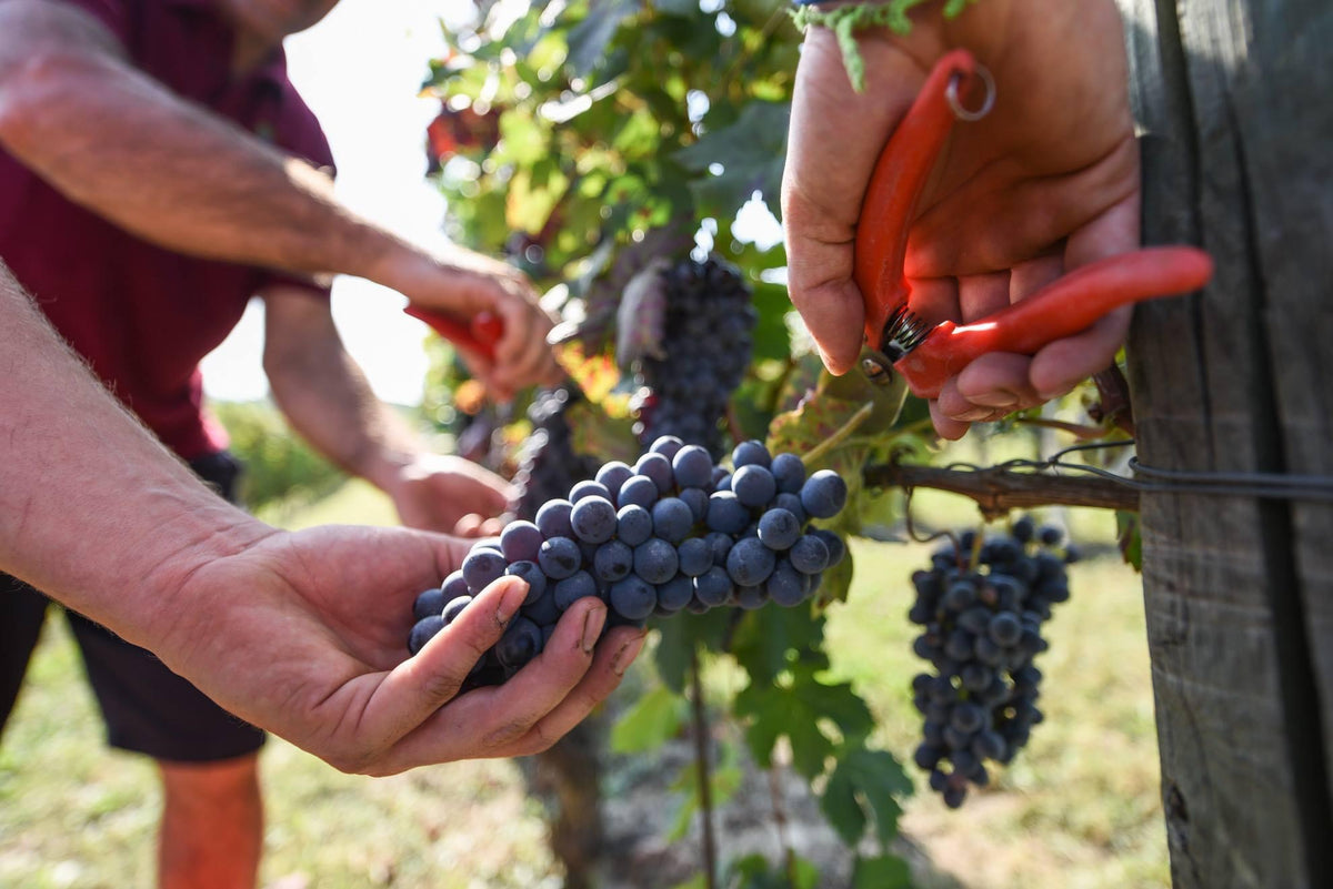 Poderi Dù Suldà | Vini piemontesi autentici tra tradizione e passione